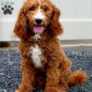 Daisy, Mini Goldendoodle Puppy